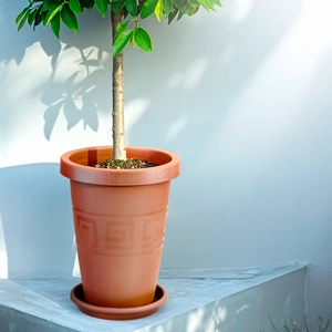 PRATOS PARA VASOS REDONDOS